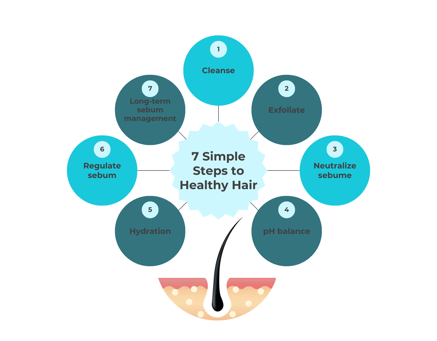 Diagram showing the 7 steps to transform hair and scalp health with pospone™ dry shampoo: cleanse and refresh, gentle exfoliation, sebum neutralization, pH balancing, hydration boost, sebum regulation, and long-term sebum management.